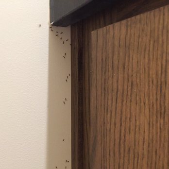 Carmel Valley Ranch - Ants crawling all over wall, countertop and coffeepot - Hotels Near Me - Carmel, California Carmel Valley Ranch - Ants crawling all over wall, countertop and coffeepot - Hotels Near Me - Carmel, California