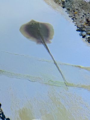 Tybee Island Marine Science Center by null