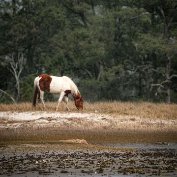 Assateague Explorer - Rafting/Kayaking Near Me - Chincoteague Island, Virginia