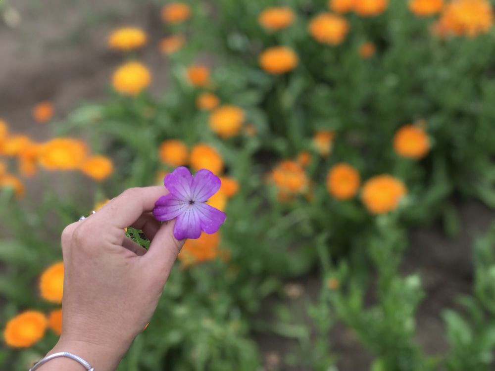 MOUNTAIN VIEW FARM 65 Photos CSA 393 East St, Easthampton, MA Phone Number Yelp