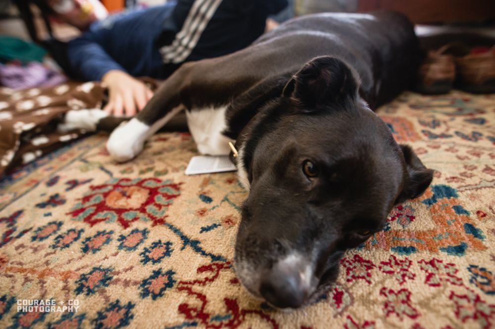 Triple Willow Mental Health - grief counselor in Mechanicsville, VA