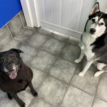 Hounds Town - Orlando Universal - Pet Transportation Near Me - Orlando, Florida