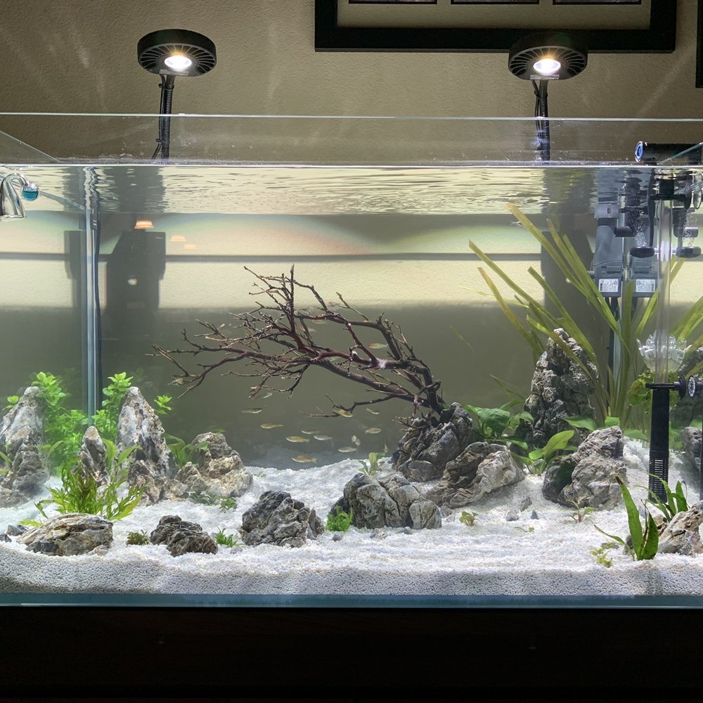 Tiny Aquatics - Local Fish Stores Near Me - Round Rock, Texas Tiny Aquatics - Local Fish Stores Near Me - Round Rock, Texas