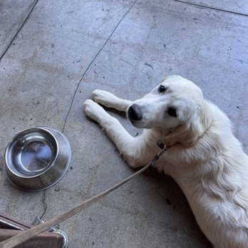 Topa Topa Brewing Company - Sprout enjoying the topa ambiance - Breweries Near Me - Ojai, California Topa Topa Brewing Company - Sprout enjoying the topa ambiance - Breweries Near Me - Ojai, California