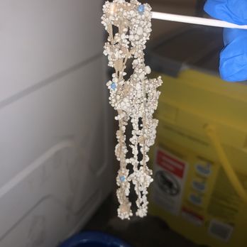 Above & Beyond Pet Clinic - Tapeworm. - Veterinarians Near Me - Downey, California Above & Beyond Pet Clinic - Tapeworm. - Veterinarians Near Me - Downey, California