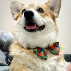 Cactus Pet Hospital - Very friendly staff
