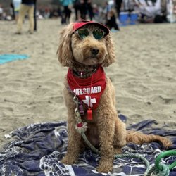 Famous dog