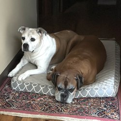 Doggy Walkie - Molly & Rufus fell in love with Adriana!