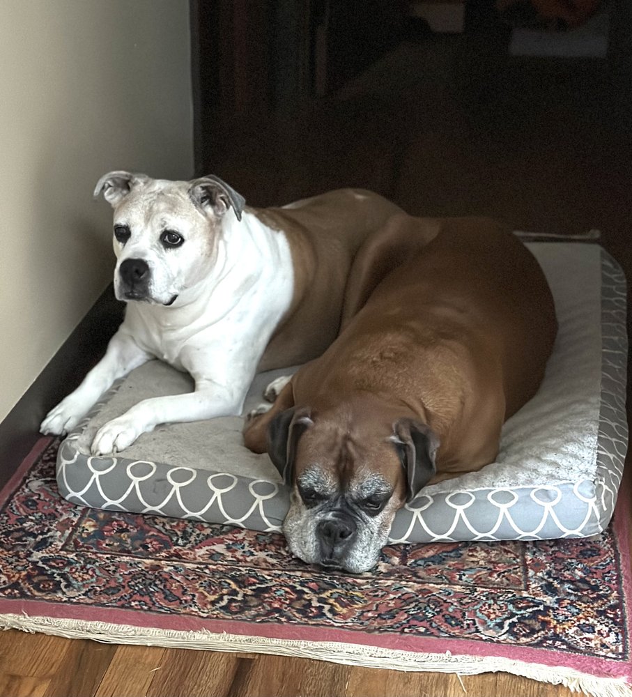 Doggy Walkie - pet boarding facility in Portland, OR