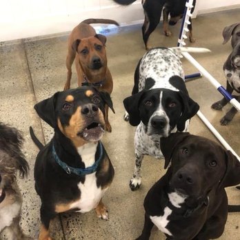 Who's Your Doggie - Pet Training Near Me - Milford, Connecticut Who's Your Doggie - Pet Training Near Me - Milford, Connecticut