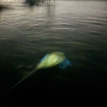 Florida Adventurer - See the bioluminescence by just putting your paddle in the water - Rafting/Kayaking Near Me - Merritt Island, Florida Florida Adventurer - See the bioluminescence by just putting your paddle in the water - Rafting/Kayaking Near Me - Merritt Island, Florida