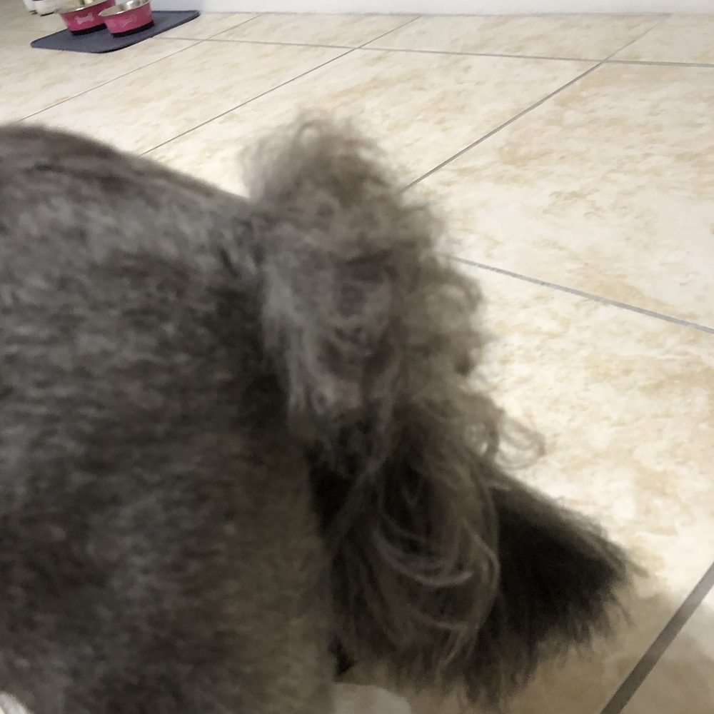 Petco - Pet Stores Near Me - Doral, Florida Petco - Pet Stores Near Me - Doral, Florida