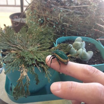 Shipley Nature Center - The other June bug. - Community Service/Non-Profit Near Me - Huntington Beach, California Shipley Nature Center - The other June bug. - Community Service/Non-Profit Near Me - Huntington Beach, California