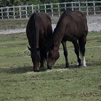 Tradewinds Park - Horseback Riding Near Me - Coconut Creek, Florida Tradewinds Park - Horseback Riding Near Me - Coconut Creek, Florida