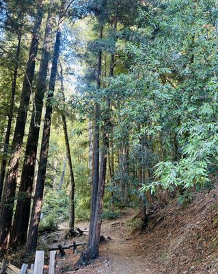 Armstrong Redwoods State Natural Reserve by null Armstrong Redwoods State Natural Reserve by null