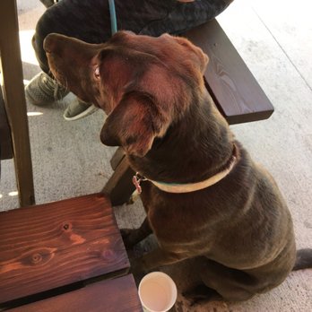 The Mug - Sweet Molly with her complimentary water bowl and after finishing her double cheeseburger. - Burgers Near Me - Greenfield, Indiana The Mug - Sweet Molly with her complimentary water bowl and after finishing her double cheeseburger. - Burgers Near Me - Greenfield, Indiana