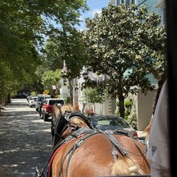 Old South Carriage Company - Winston