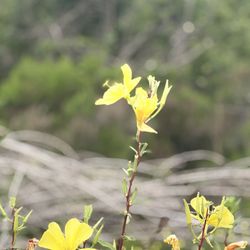 Mission Trails Regional Park