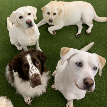 Mutty Paws Academy - Pet Groomers Near Me - Scarborough, Maine Mutty Paws Academy - Pet Groomers Near Me - Scarborough, Maine