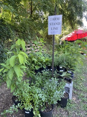 Germantown Kitchen Garden Farm Stand and Plant Nursery by null