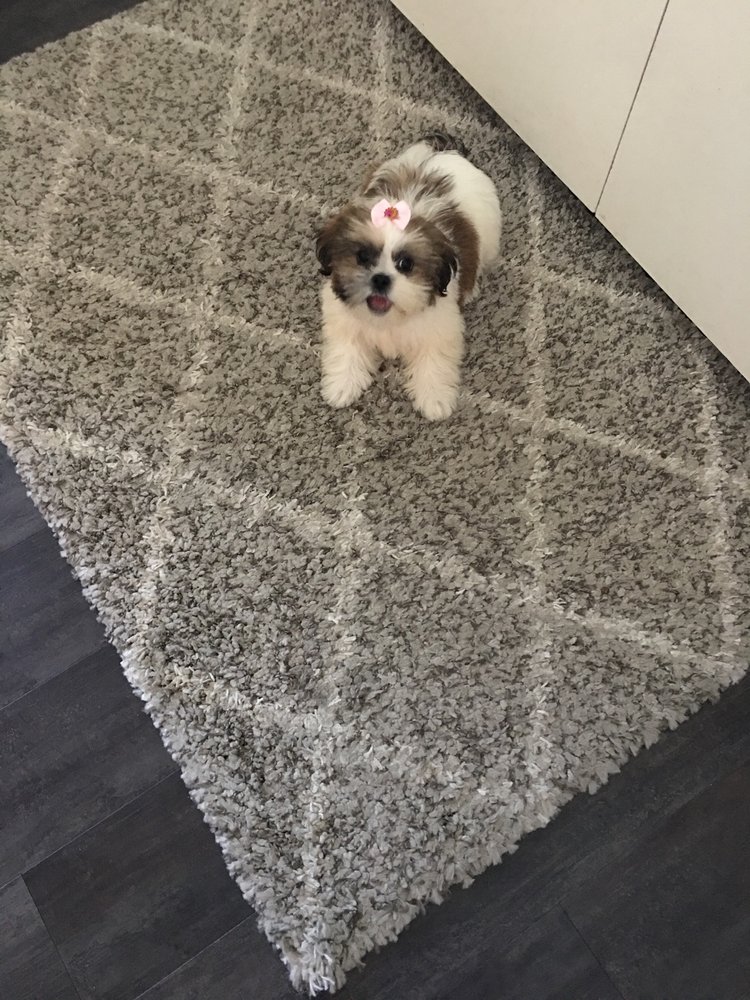 PROMWAY KENNELS Updated April 2024 10 Reviews 6451 Promway Ave NW