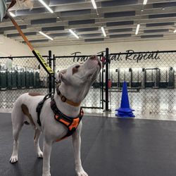 Applause Your Paws - Our foster dog Velcro in his first class!