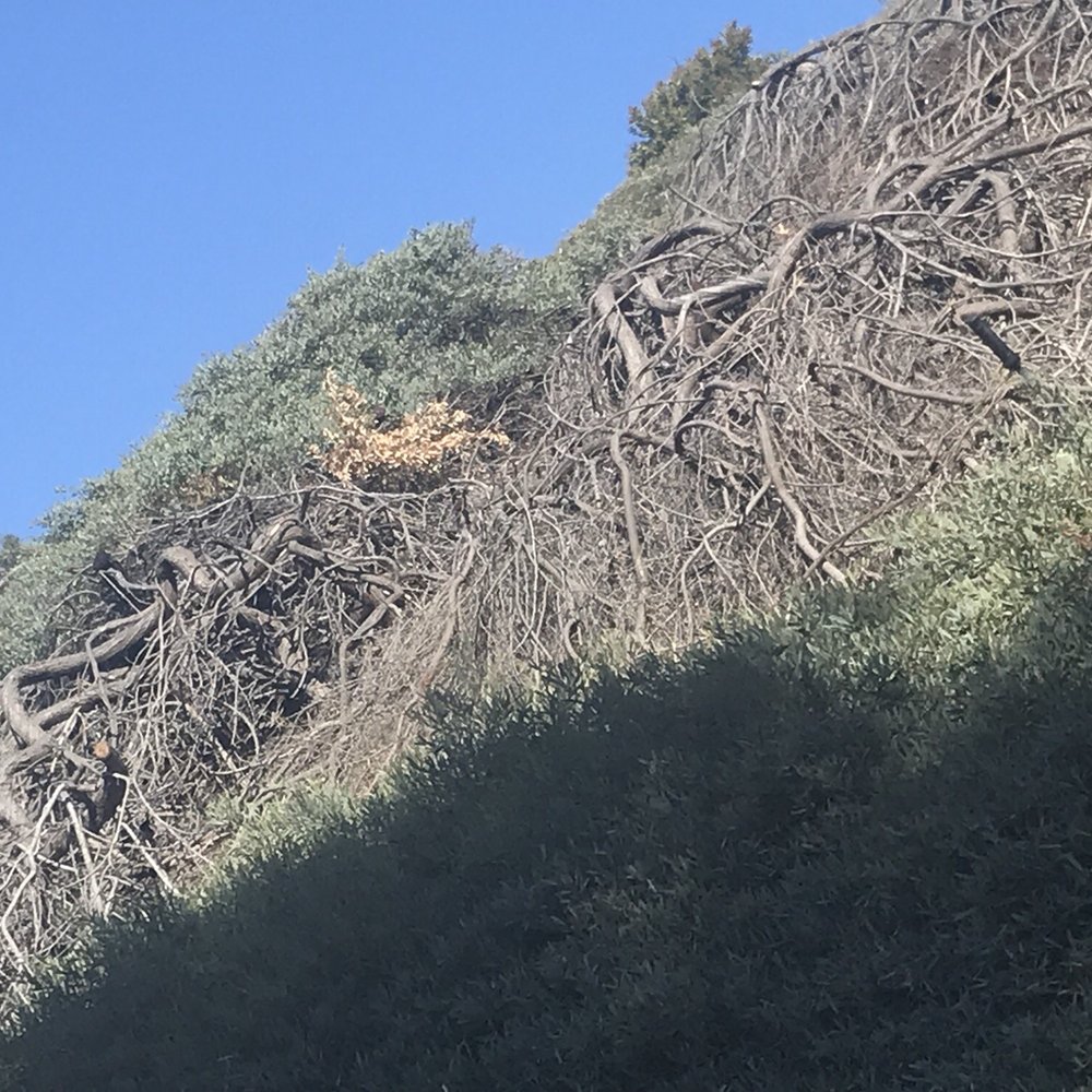 a bird perched on top of a tree a bird perched on top of a tree