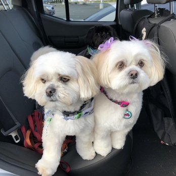 Spotted Dog Pet Grooming - Pet Groomers Near Me - Puyallup, Washington Spotted Dog Pet Grooming - Pet Groomers Near Me - Puyallup, Washington
