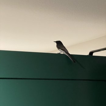 Pala Mesa Resort - The bird that wouldn't leave. The bed had feathers on it. It took them almost an hour to get someone to get me a new room - Golf Near Me - Fallbrook, California