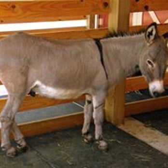Dan Nicholas Park - Donkey - Parks Near Me - Salisbury, North Carolina Dan Nicholas Park - Donkey - Parks Near Me - Salisbury, North Carolina