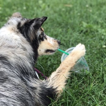Montrose Dog Beach - Dog Parks Near Me - Chicago, Illinois