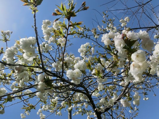 泉ボタニカルガーデン 92 Photos Parks 福岡字赤下1 仙台市 宮城県 Japan Phone Number