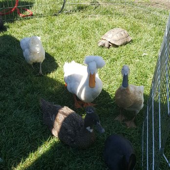 Reptacular Animals - Ducks! - Party & Event Planning Near Me - Sun Valley, California Reptacular Animals - Ducks! - Party & Event Planning Near Me - Sun Valley, California