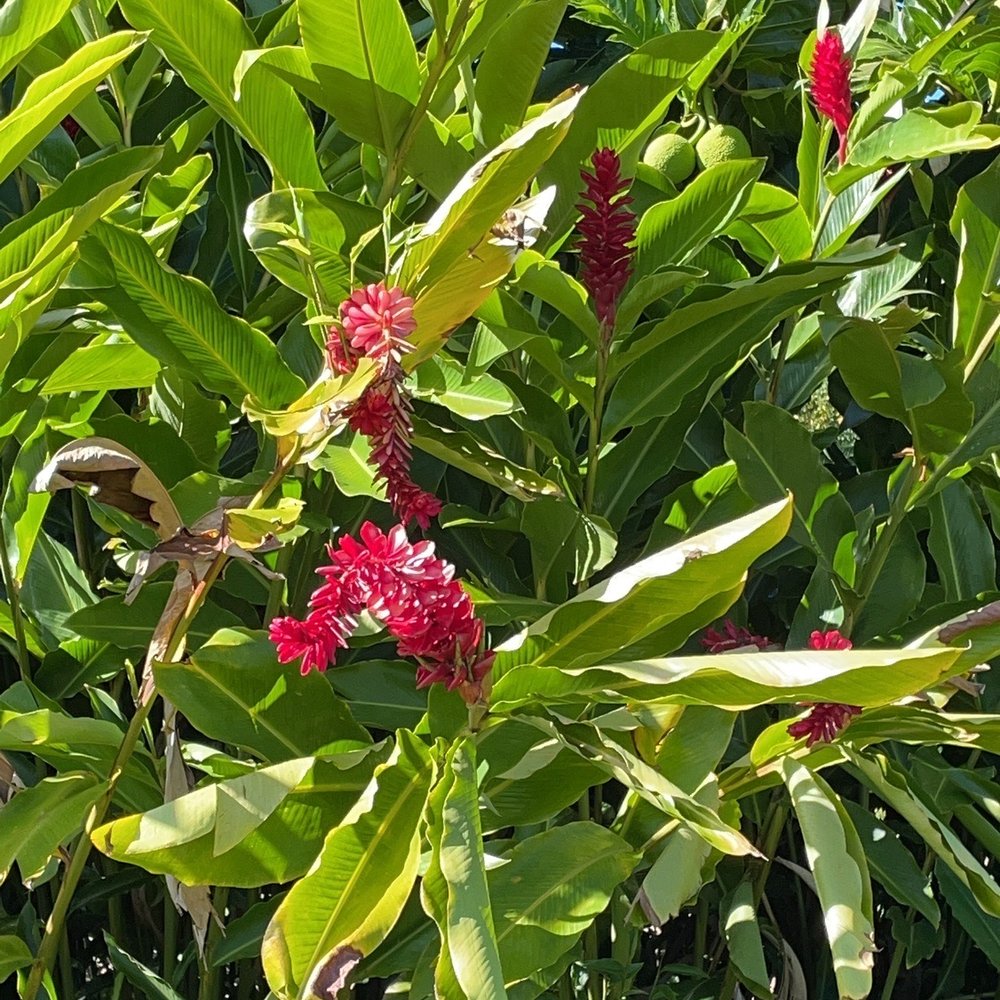 Mauna Loa Macadamia Nut - Red ginger plant - Chocolatiers & Shops Near Me - Keaau, Hawaii Mauna Loa Macadamia Nut - Red ginger plant - Chocolatiers & Shops Near Me - Keaau, Hawaii
