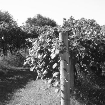 WindCrest Winery - Grapes - Wineries Near Me - Raymond, Nebraska