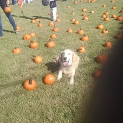 The Good Dog Academy - Sven hanging out at a Pumpkin Patch.
