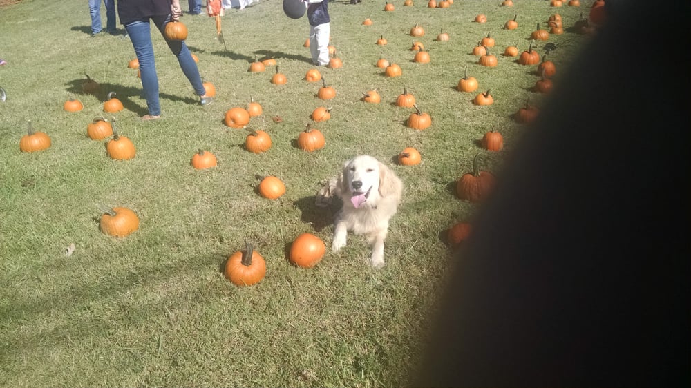 THE GOOD DOG ACADEMY Updated June 2024 4635 Mill Water Crossing