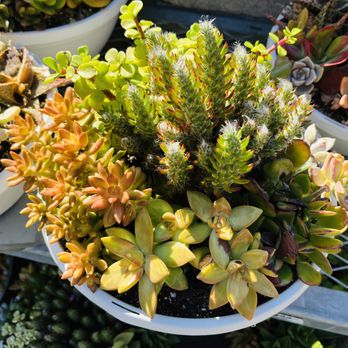 The Home Depot - Succulents - Hardware Stores Near Me - Concord, California The Home Depot - Succulents - Hardware Stores Near Me - Concord, California