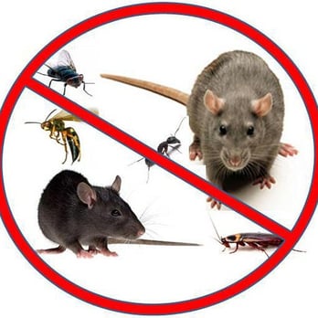All Brevard Lawn & Pest - a picture of a rat and a mouse - Pest Control Near Me - Cocoa, Florida All Brevard Lawn & Pest - a picture of a rat and a mouse - Pest Control Near Me - Cocoa, Florida