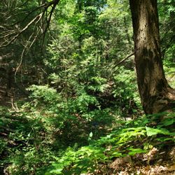 Sweedler Preserve