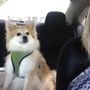 Camp Bow Wow