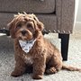 Photo of Cutie Pups