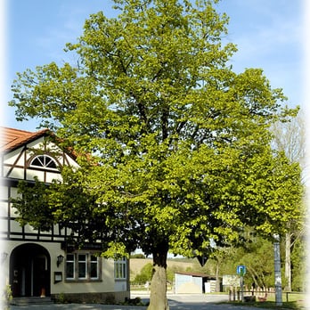 Zum Lindenbaum - German Near Me - Hetschburg, TH Zum Lindenbaum - German Near Me - Hetschburg, TH