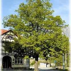 Zum Lindenbaum