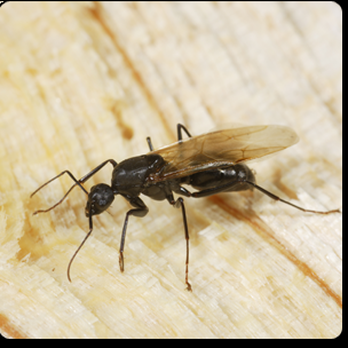 Brown Exterminating - Pest Control Near Me - Dublin, Virginia
