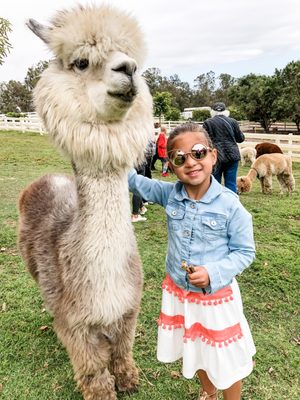 Canzelle Alpacas by null