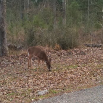 Fontainebleau State Park - Parks Near Me - Mandeville, Louisiana
