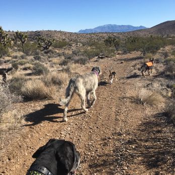 Vegas K9 Adventures - Harley hanging out the with big boys off leash but with a tracker. - Pet Training Near Me - Las Vegas, Nevada Vegas K9 Adventures - Harley hanging out the with big boys off leash but with a tracker. - Pet Training Near Me - Las Vegas, Nevada