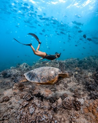 Waikiki Snorkel Boat Tour - Join us to Snorkel with Sea Turtles in Waikiki! Our tours are fun, exciting and perfect for avoiding crowds. Waikiki Snorkel Boat Tour - Join us to Snorkel with Sea Turtles in Waikiki! Our tours are fun, exciting and perfect for avoiding crowds.
