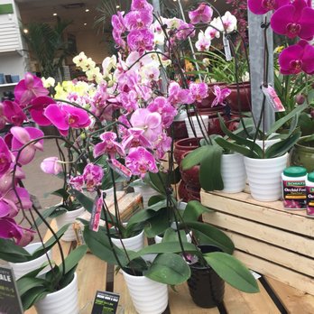 Sheridan Nurseries Etobicoke - Orchids - Nurseries & Gardening Near Me - Mississauga, Ontario Sheridan Nurseries Etobicoke - Orchids - Nurseries & Gardening Near Me - Mississauga, Ontario